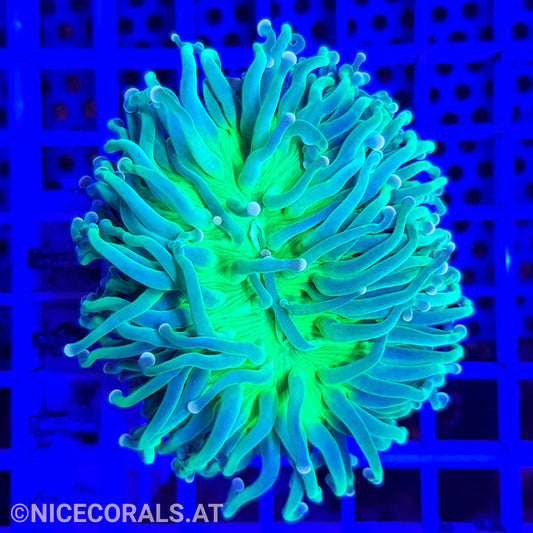 Euphyllia cristata