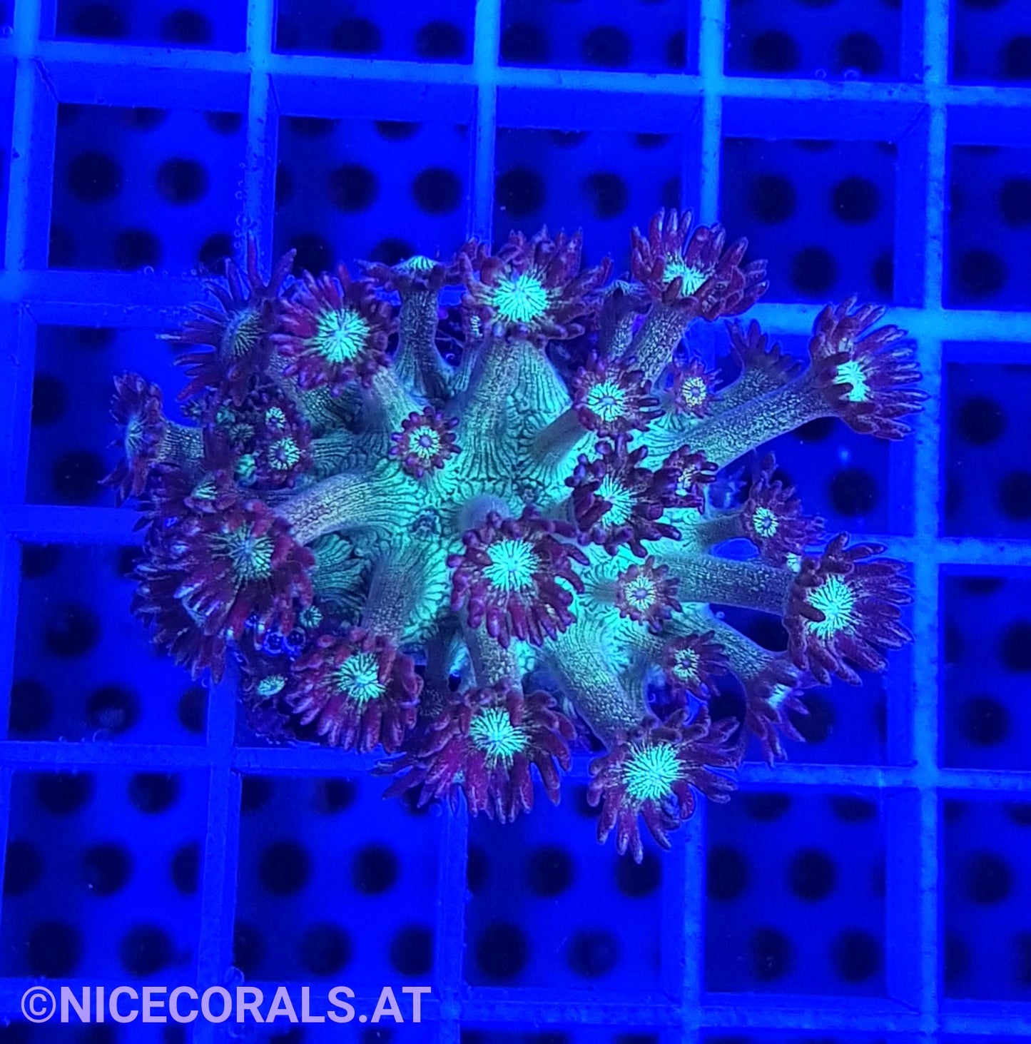 Goniopora Galaxy