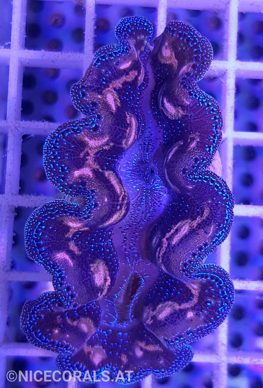 Tridacna crocea 5cm