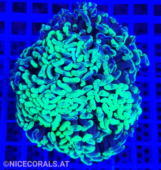Euphyllia ancora