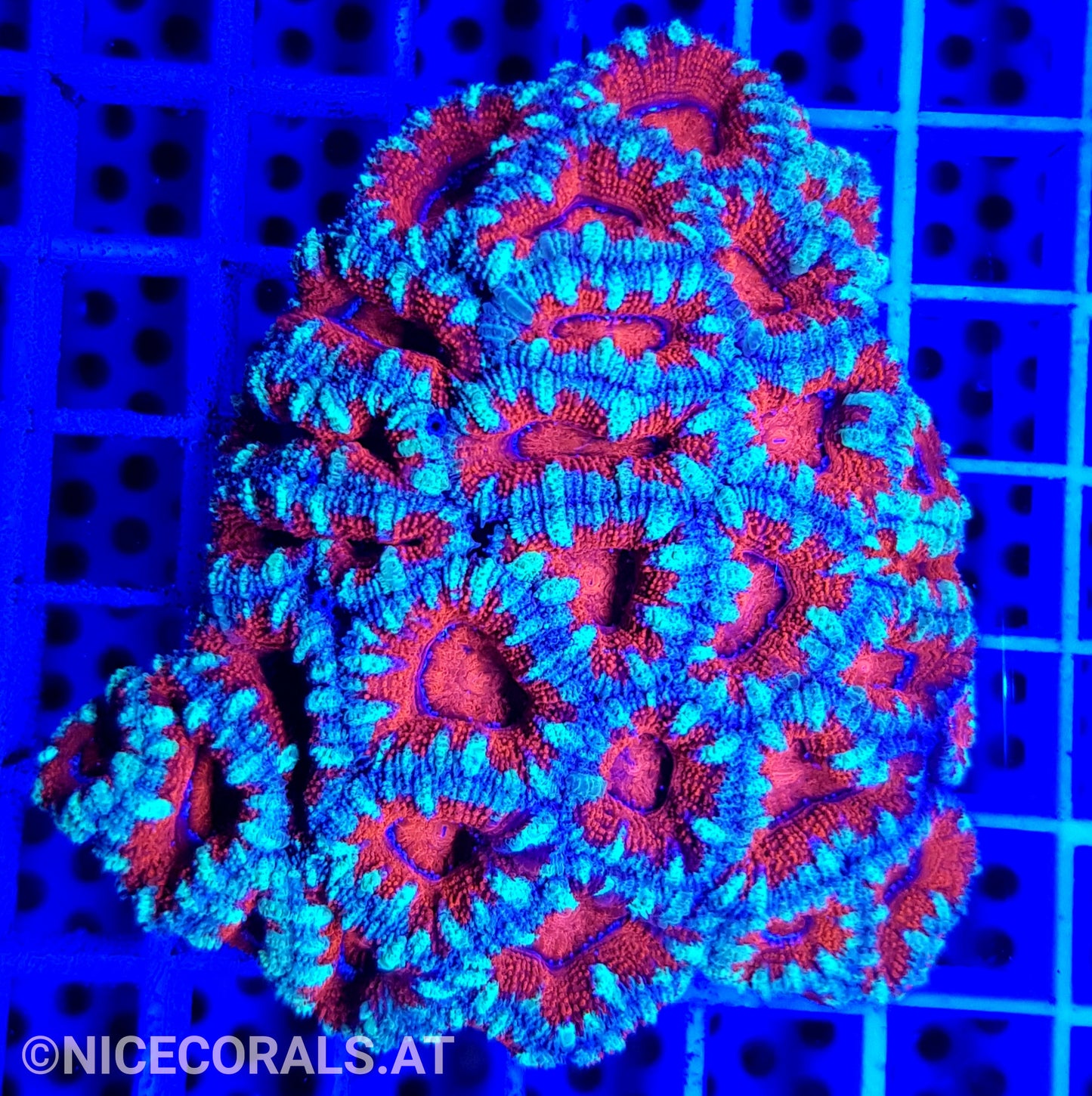Acanthastrea