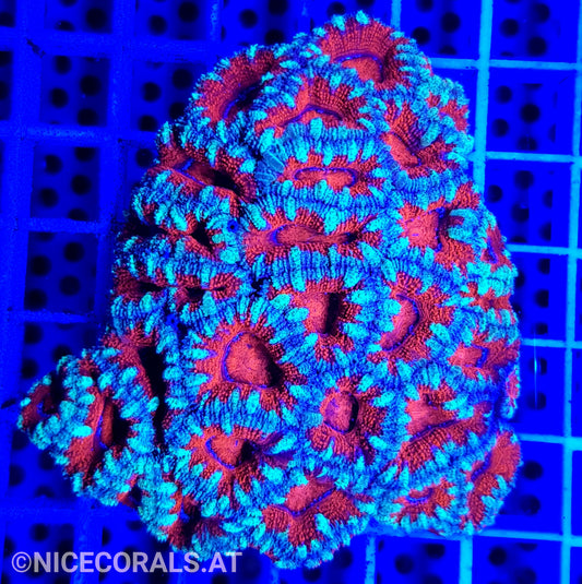 Acanthastrea
