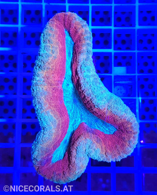 Lobophyllia