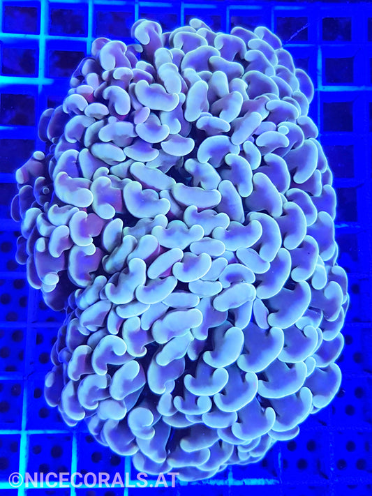 Euphyllia Ancora Gold