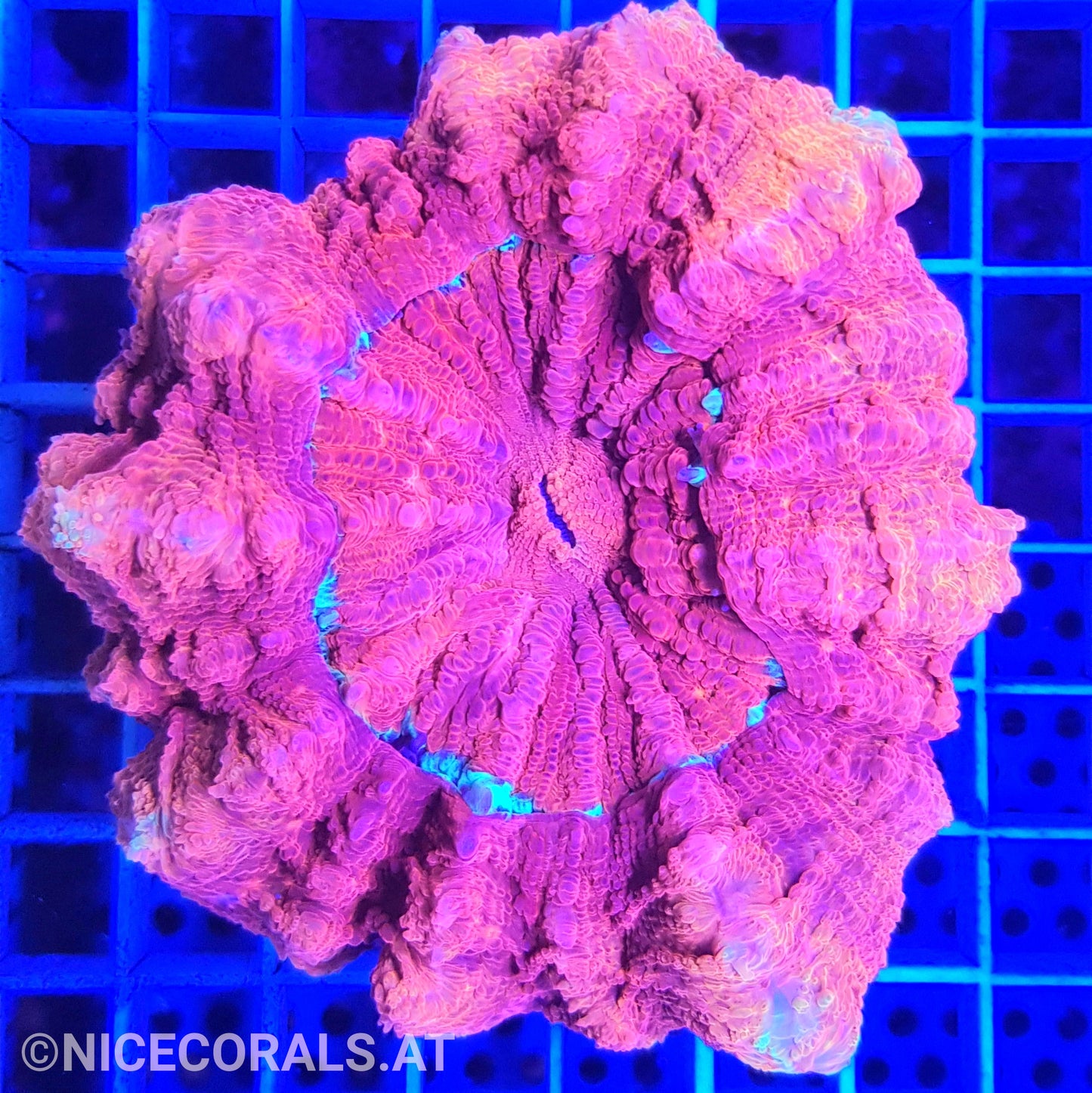 Cynarina SP. Acanthophyllia