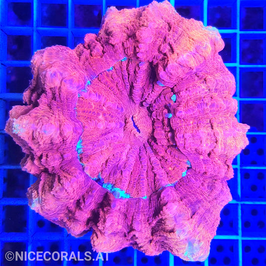 Cynarina SP. Acanthophyllia