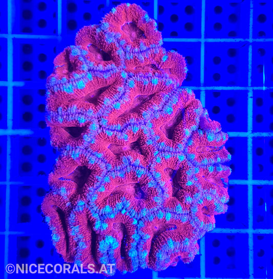Acanthastrea