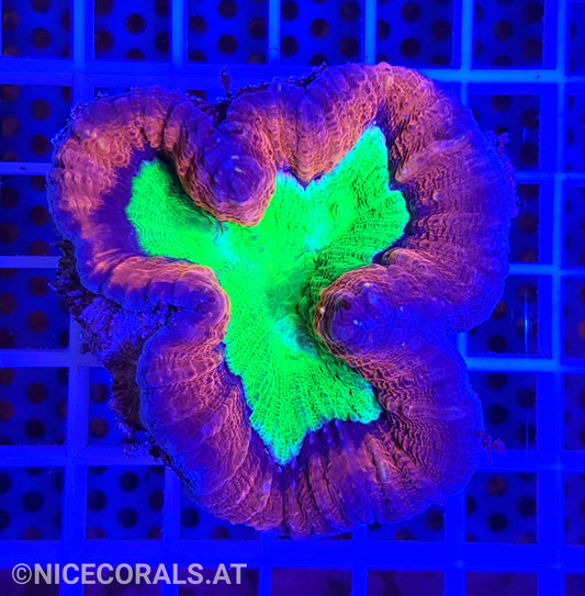 Lobophyllia