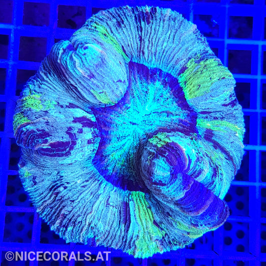 Trachyphyllia