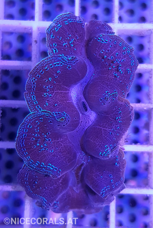 Tridacna crocea 5cm