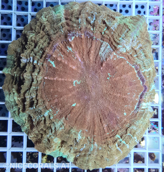 Cynarina SP. Acanthophyllia