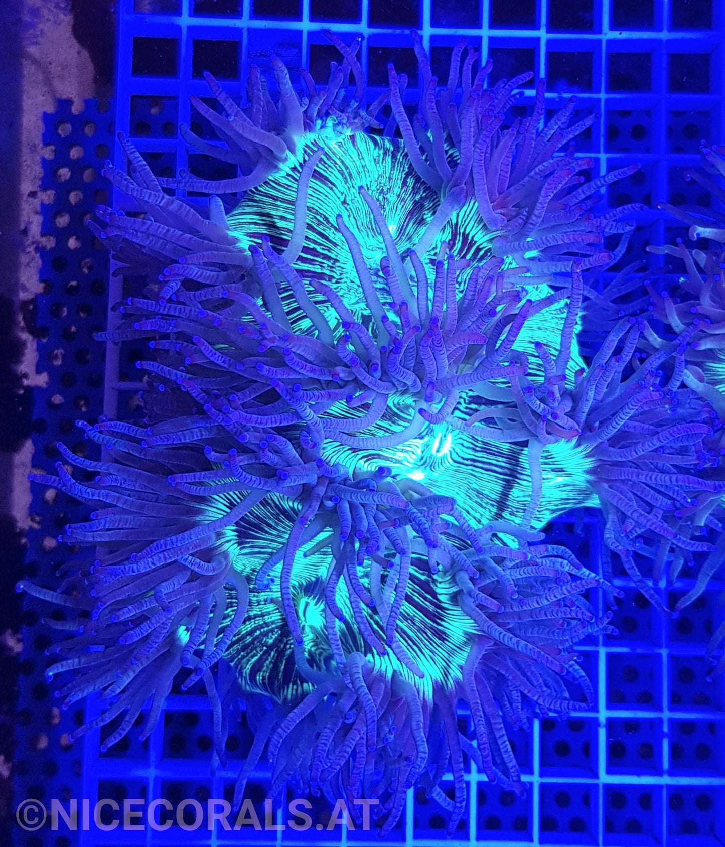 Catalaphyllia