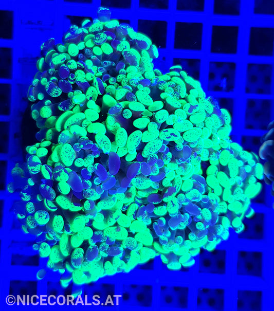 Euphyllia Paraancora 4-5 Heads