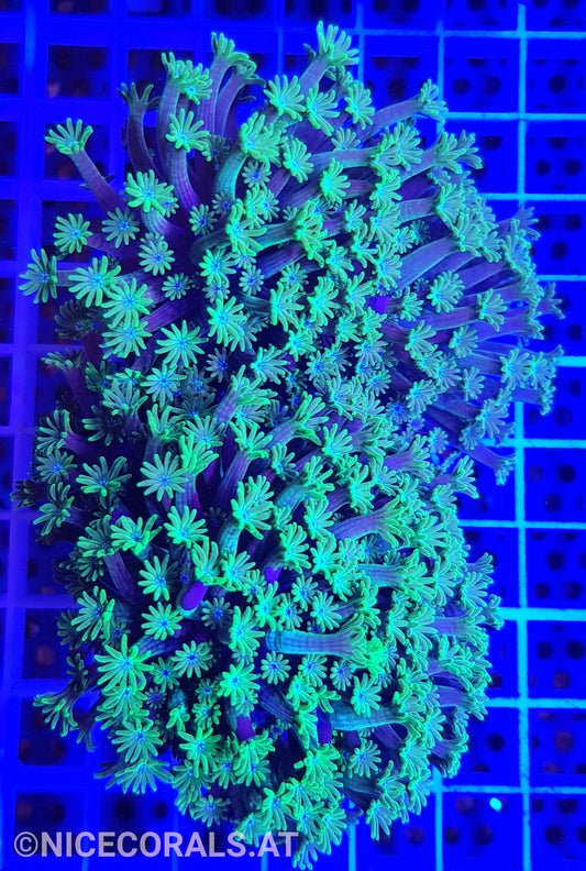 Alveopora
