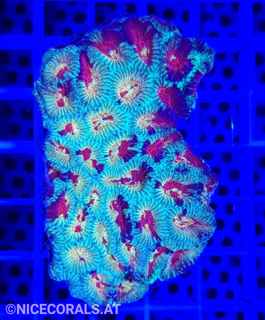 Favia Ultra Grade