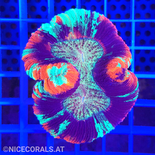 Trachyphyllia