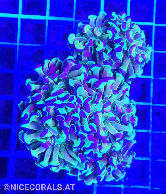 Euphyllia Paraancora Hologram