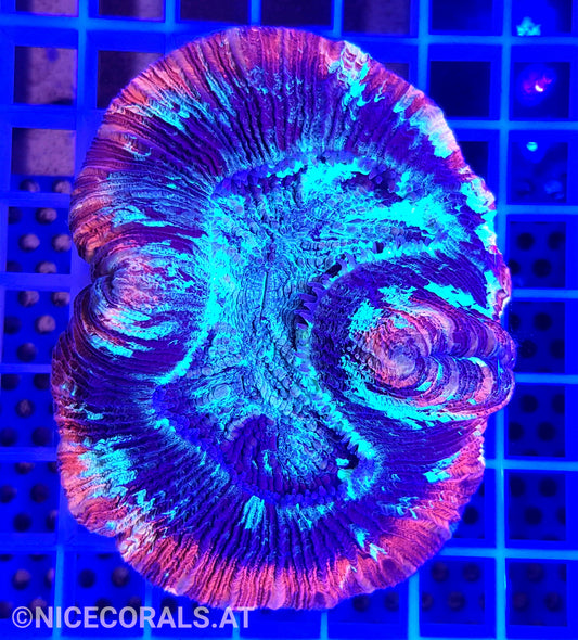 Trachyphyllia