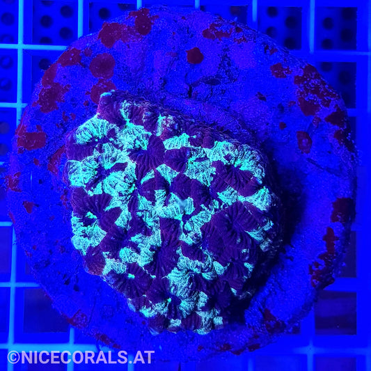 Favia Ultra