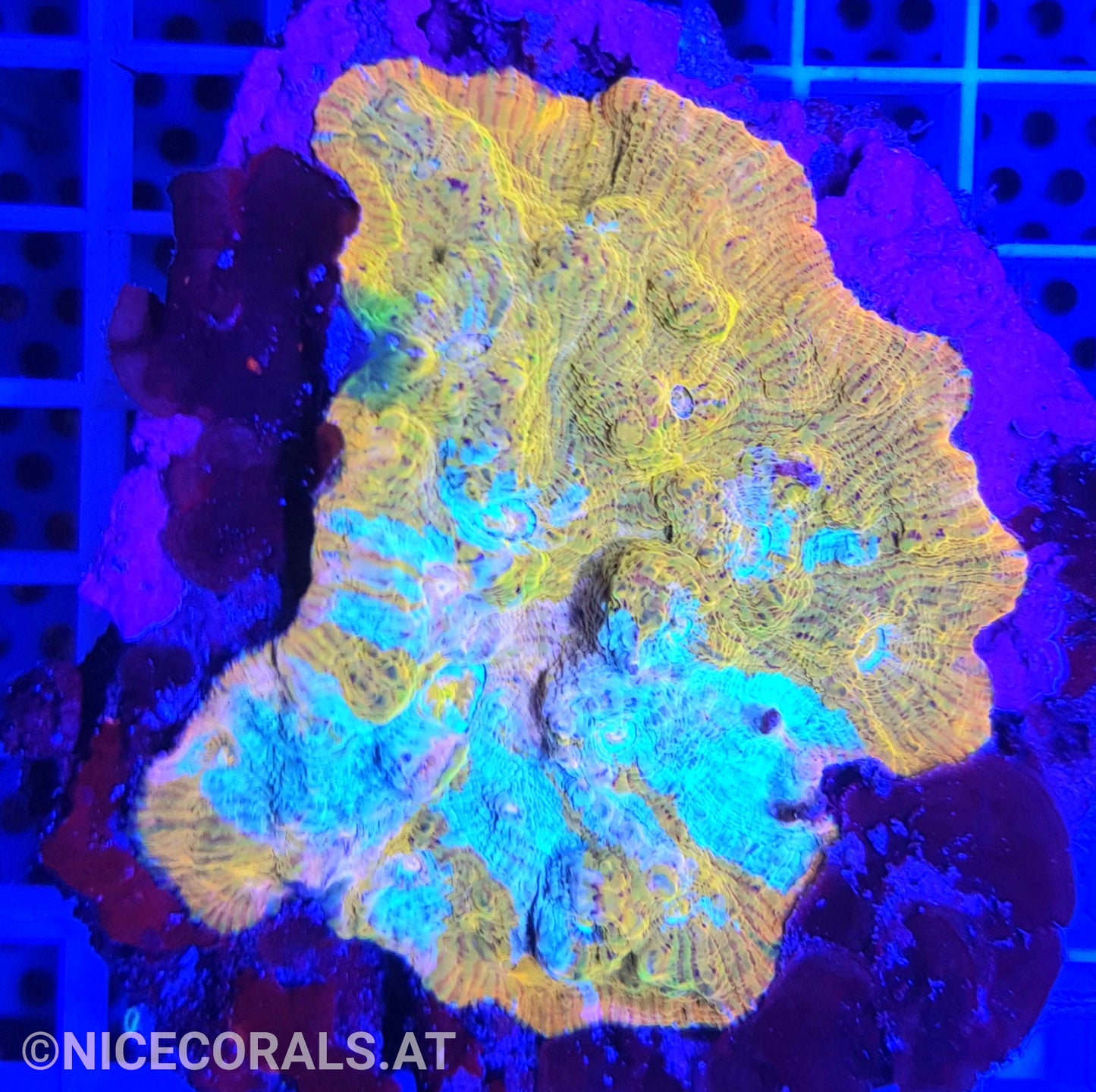 Chalice Katar Orenji