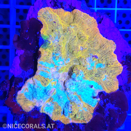 Chalice Katar Orenji