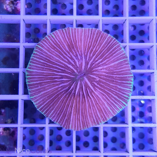 Cycloseris