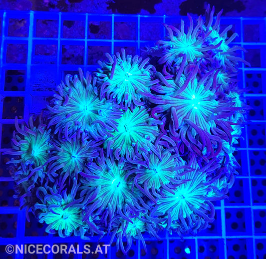 Duncanopsammia axifuga