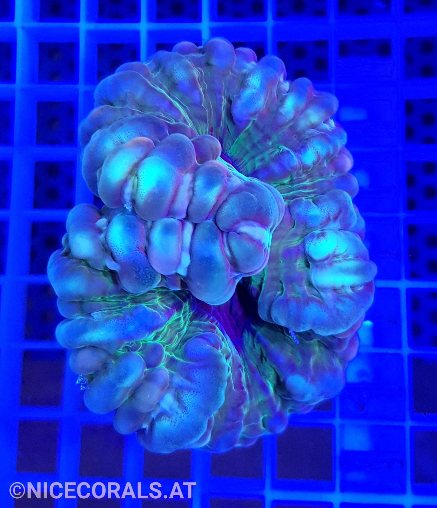 Cynarina Multicolor