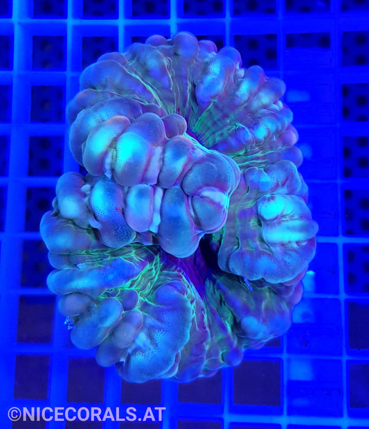 Cynarina Multicolor