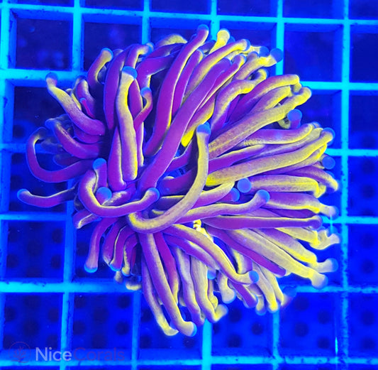 Euphyllia Gold Torch
