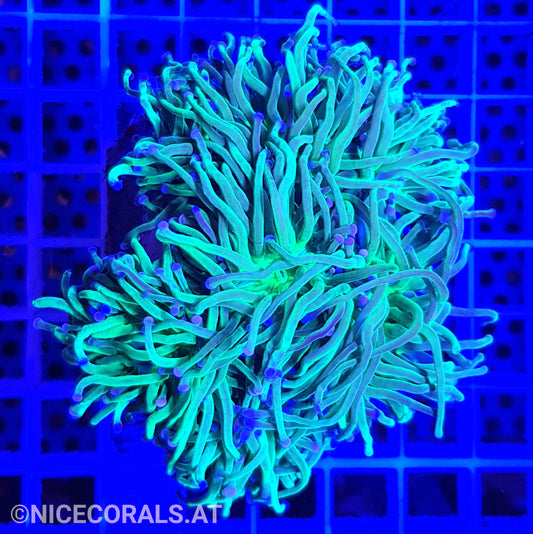 Euphyllia glabrescens