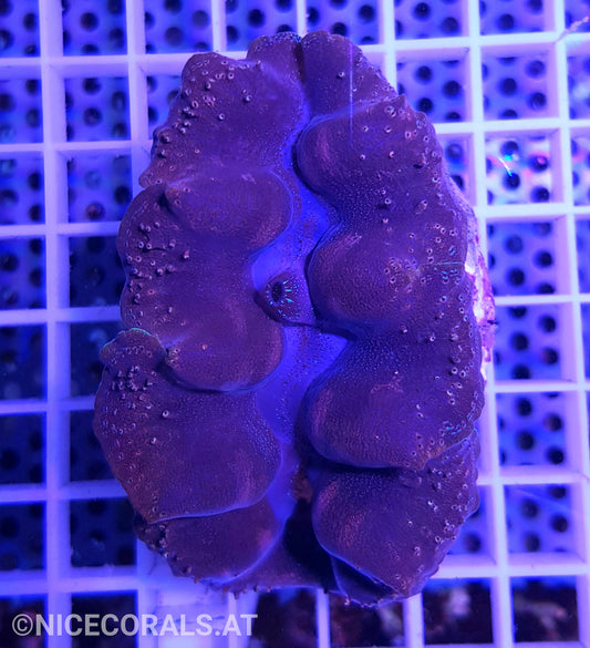 Tridacna crocea
