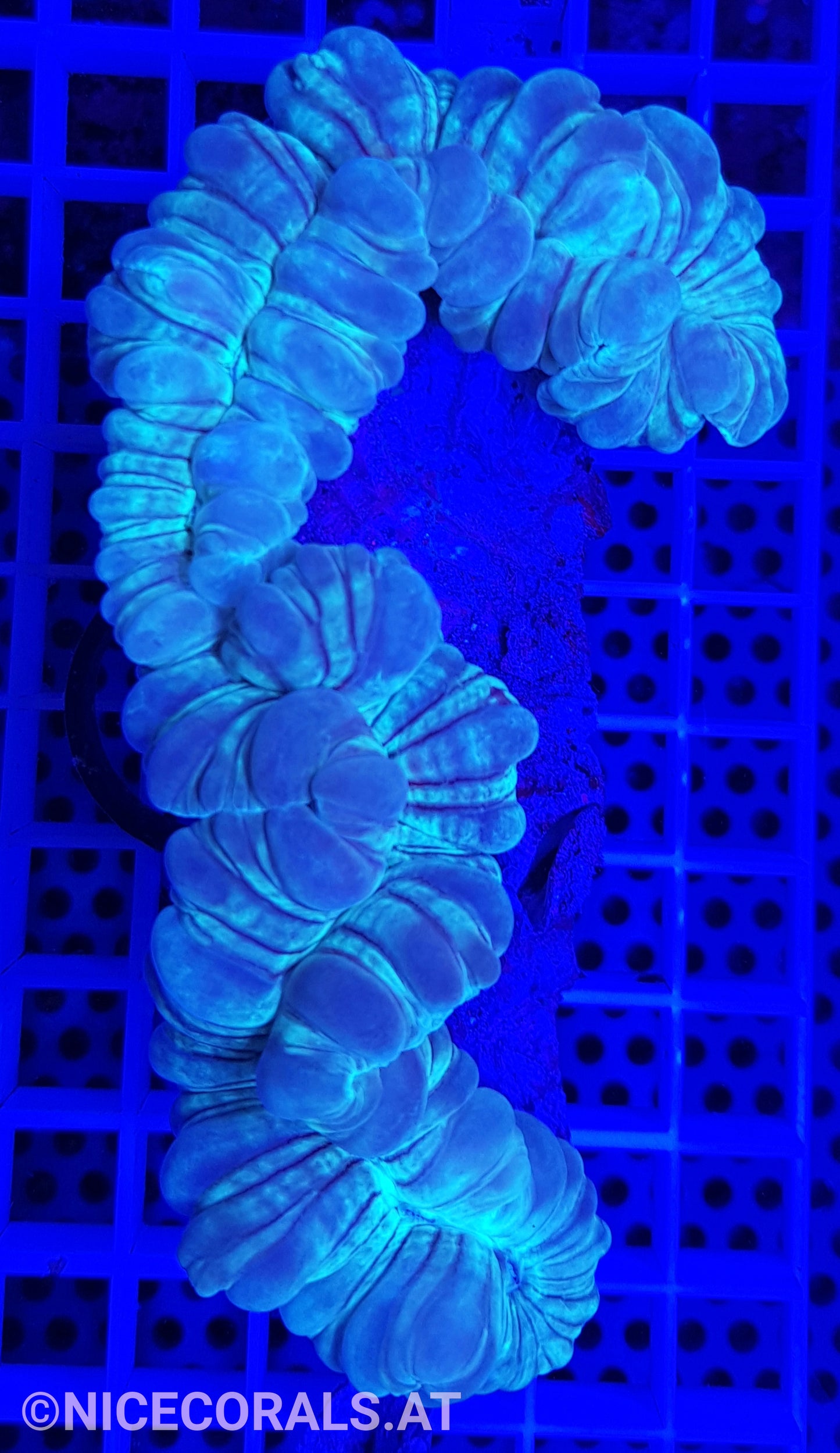 Nemenzophyllia