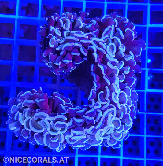 Euphyllia ancora