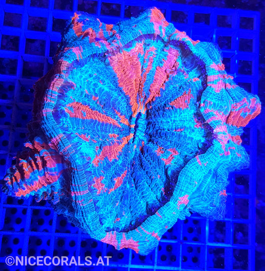 Cynarina SP. Acanthophyllia