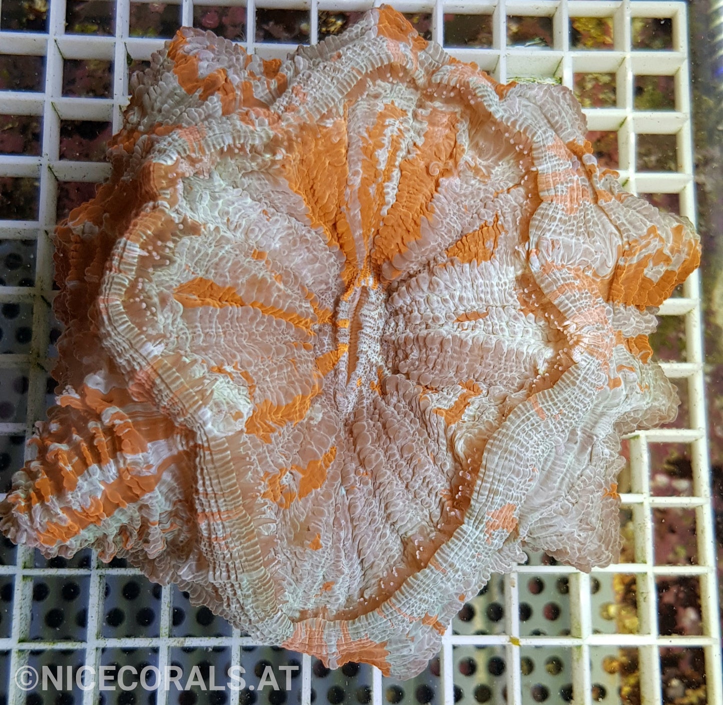 Cynarina SP. Acanthophyllia