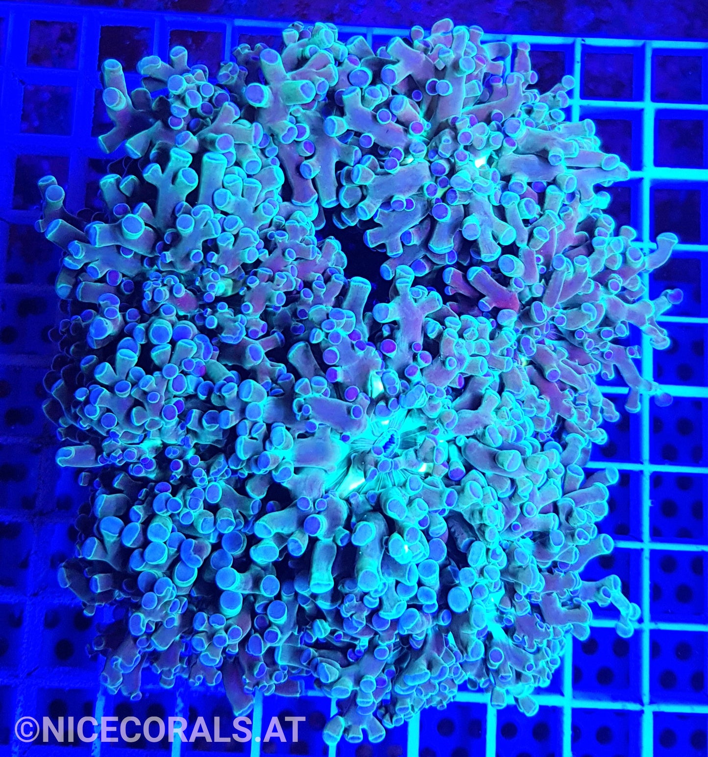 Euphyllia divisa 8 Heads