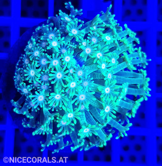 Alveopora