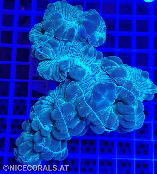Nemenzophyllia