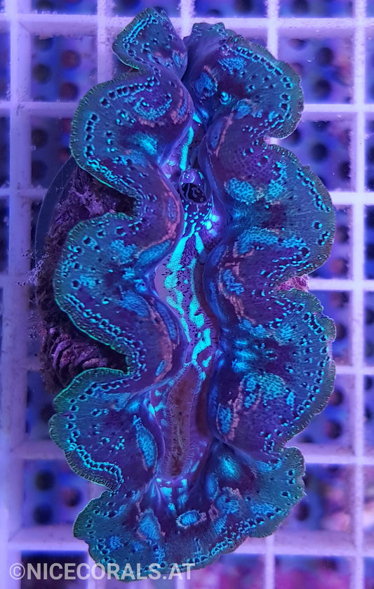 Tridacna crocea 7cm