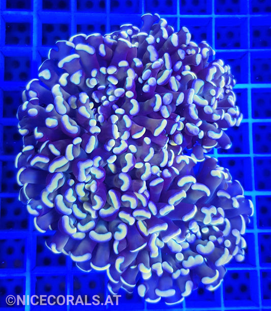Euphyllia ancora Gold