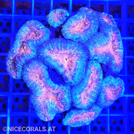 Lobophyllia