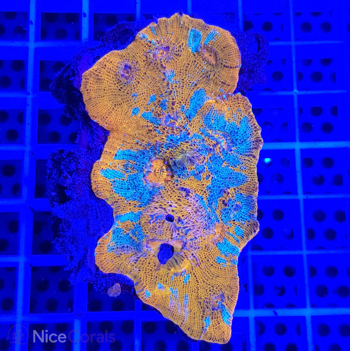 Chalice Katar Orenji