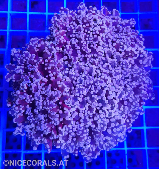 Euphyllia Paradivisa