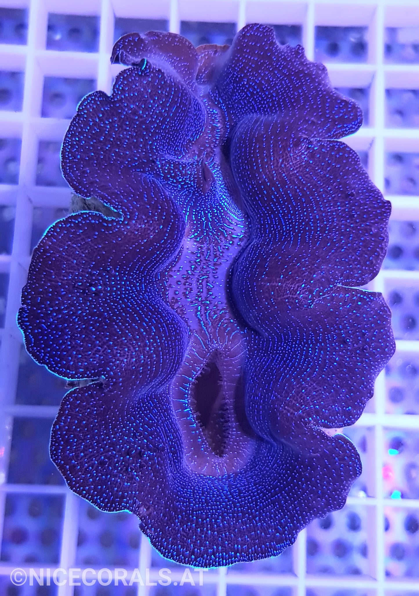 Tridacna Crocea 8 cm +