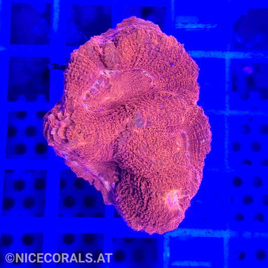 Acanthastrea bowerbanki