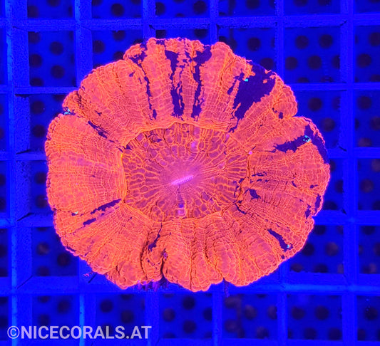 Scolymia