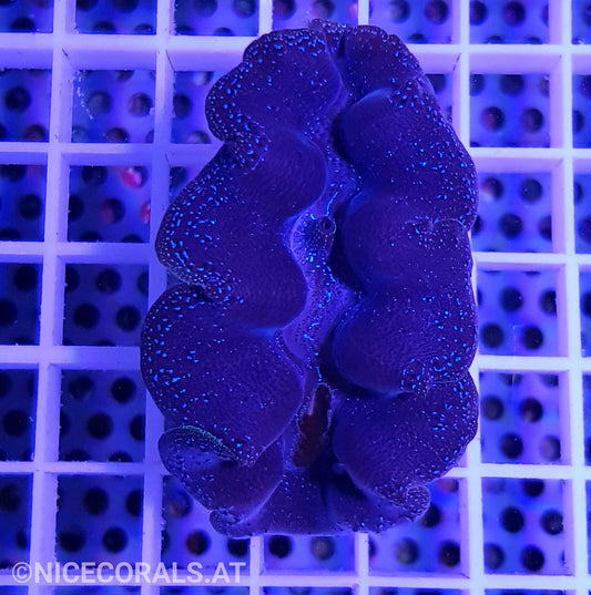 Tridacna crocea
