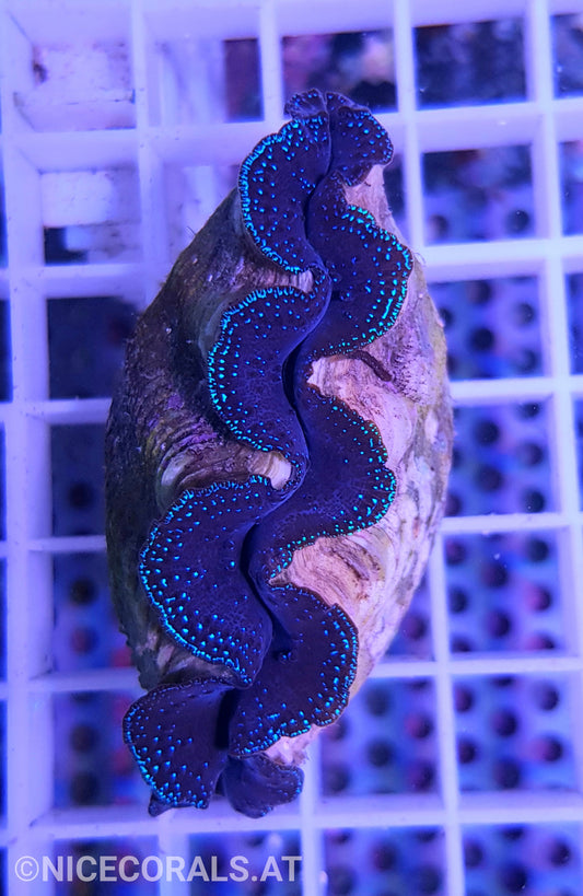 Tridacna crocea 6cm