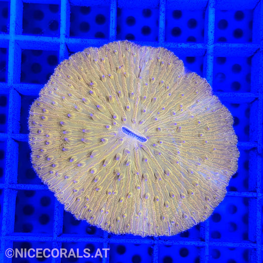 Cycloseris
